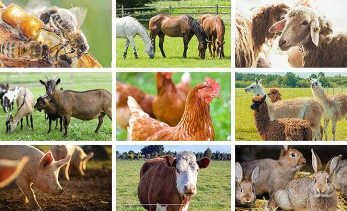 Livestocks Investment