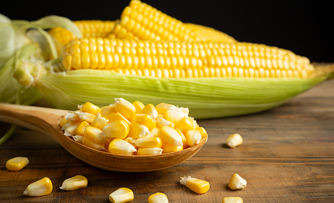 Lifetime Corn sweet & Grain Farming